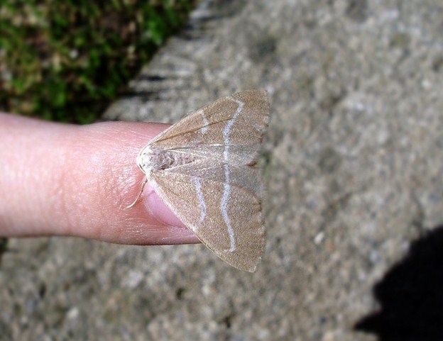hylaea fasciaria?